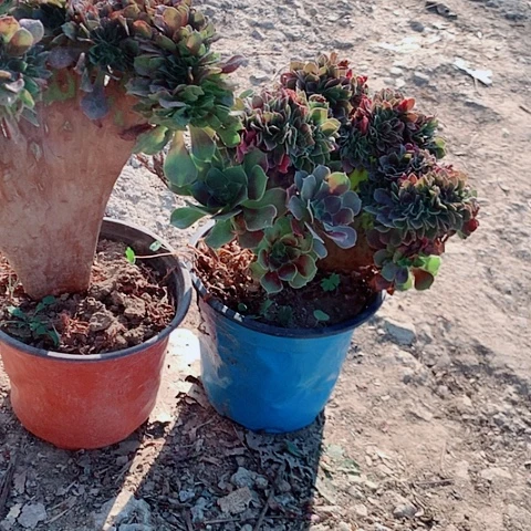 *****玫瑰缀多肉植物法师5号