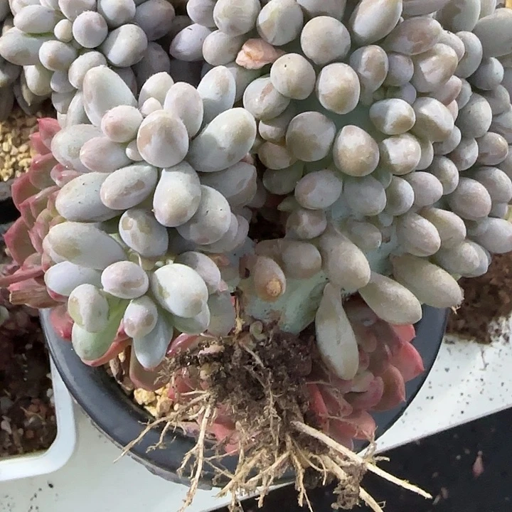 怡***然青蛙王子儿童牙膏11