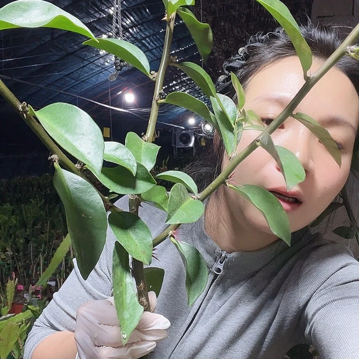 陪***伴8086陪伴叶仙三分枝一颗