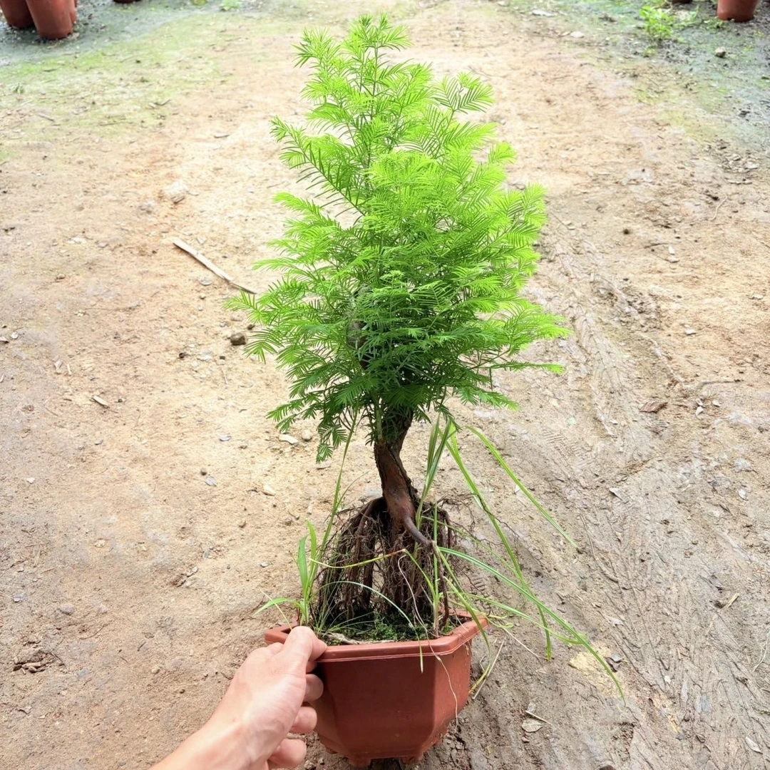 大型水杉水培植物盆栽精品老桩绿植四季常青室内客厅好养绿植盆栽