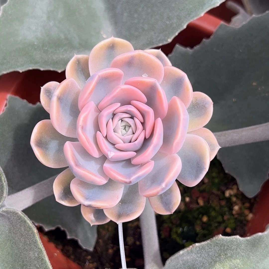 嫁接汉堡锦多肉植物