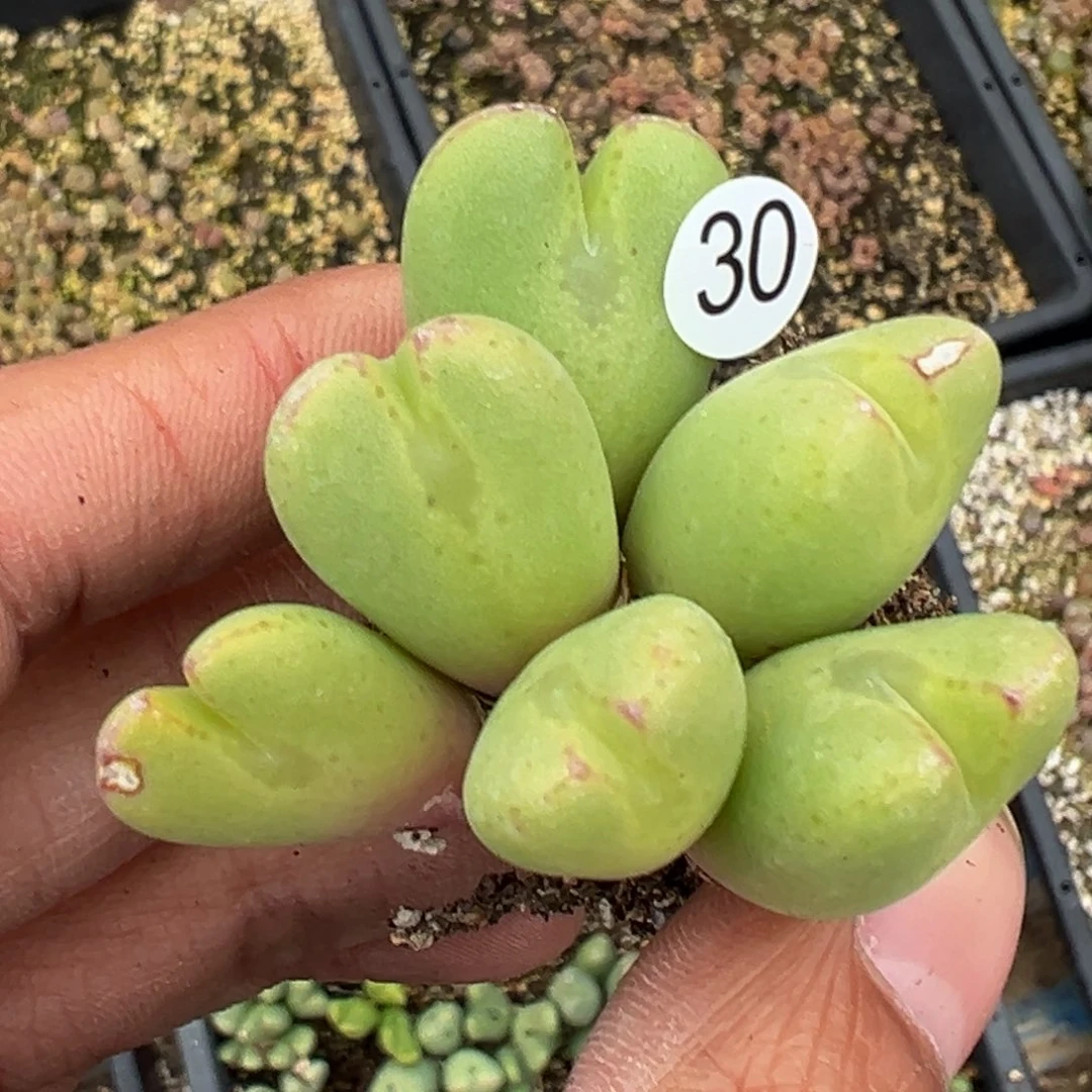 多肉植物111111111111111