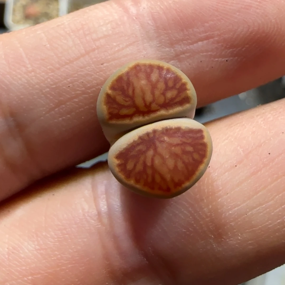 10.19。辛然园艺。红窗菊。2004