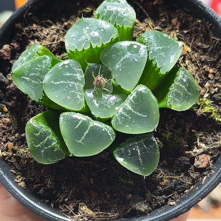 十二卷多肉姬翠寿