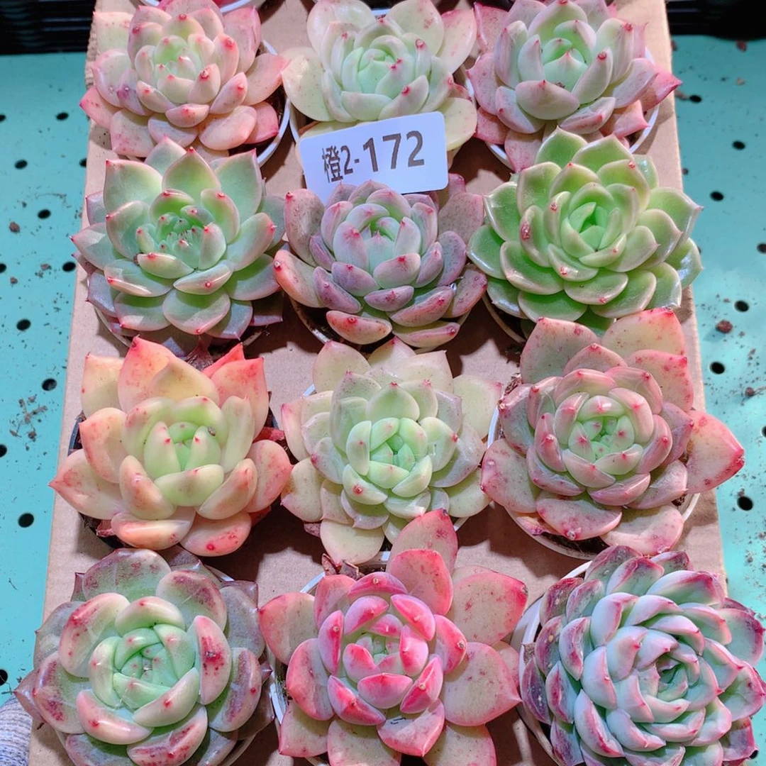 2-172一物一拍多肉带盆18颗