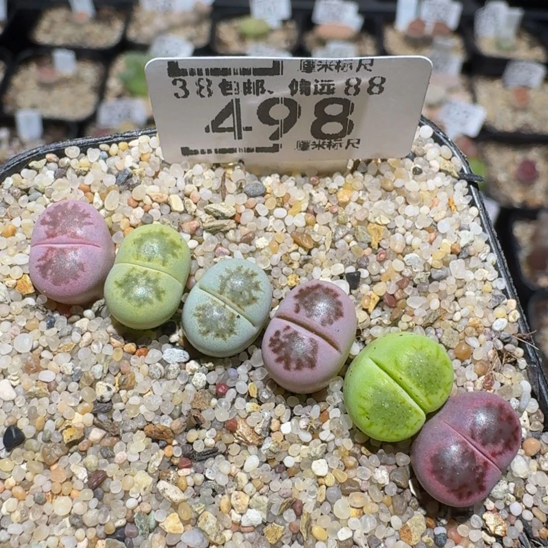 zzzz精品生石花498