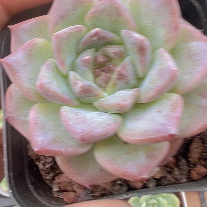 慕白精品多肉植物大战