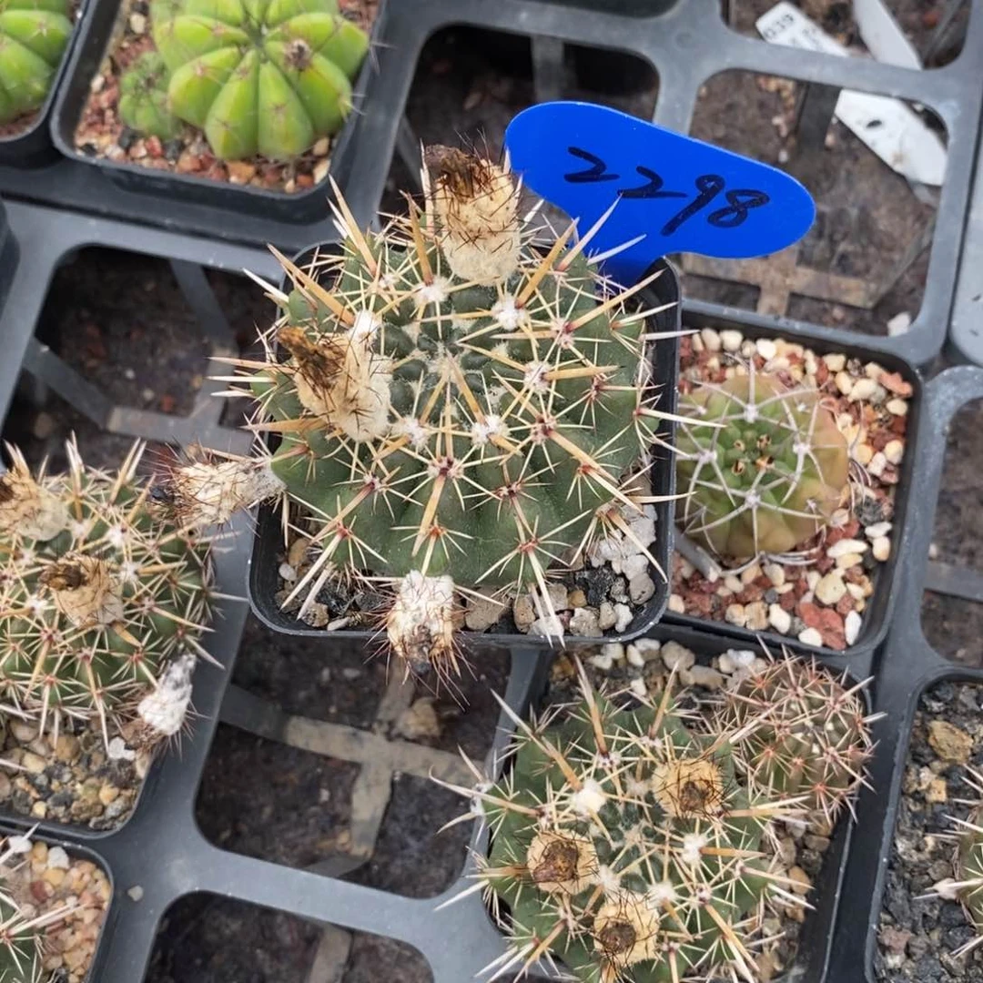 ✨****✨2298专拍111111