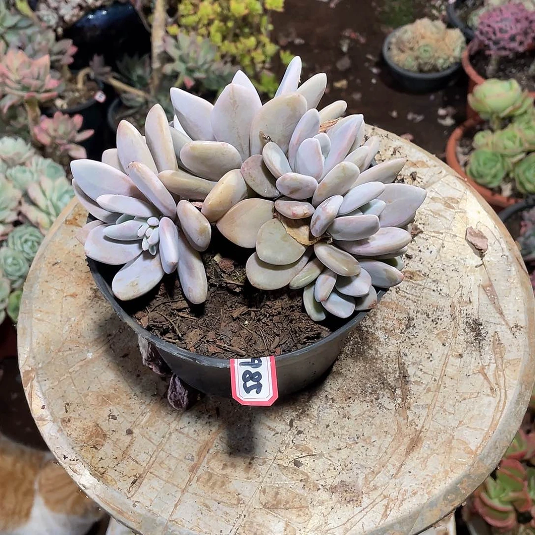 985粉兔 一物一拍多肉