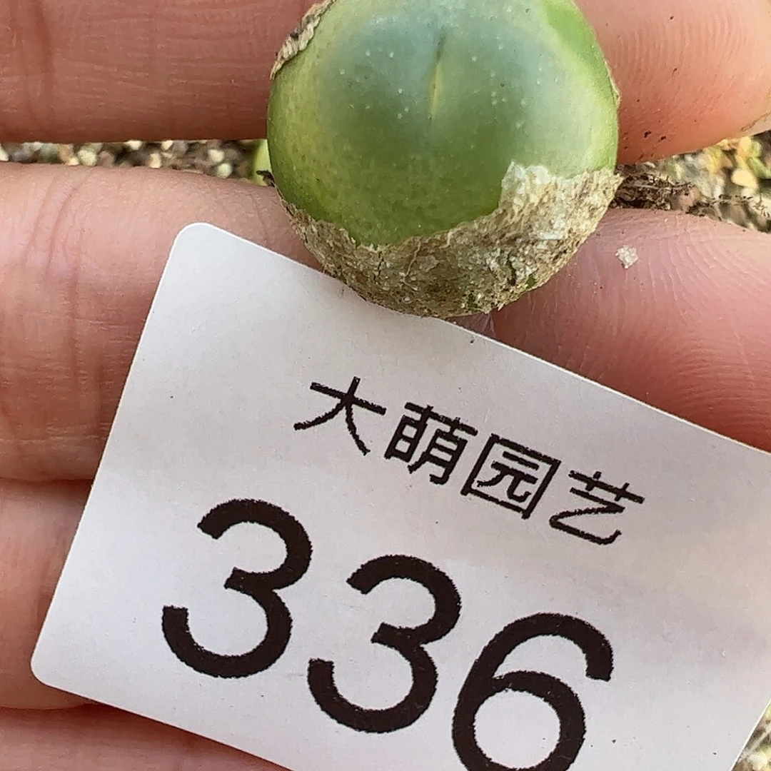 一物一拍大拉登。 336