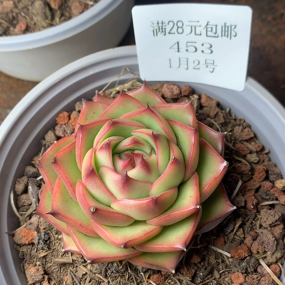 【闪购商品】云453号