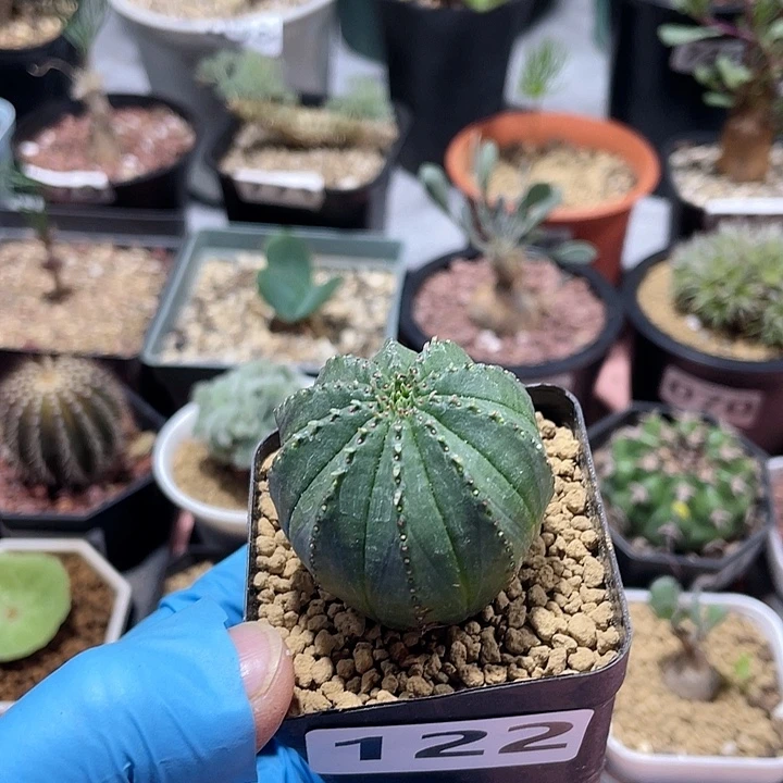 122实生泰系布纹球