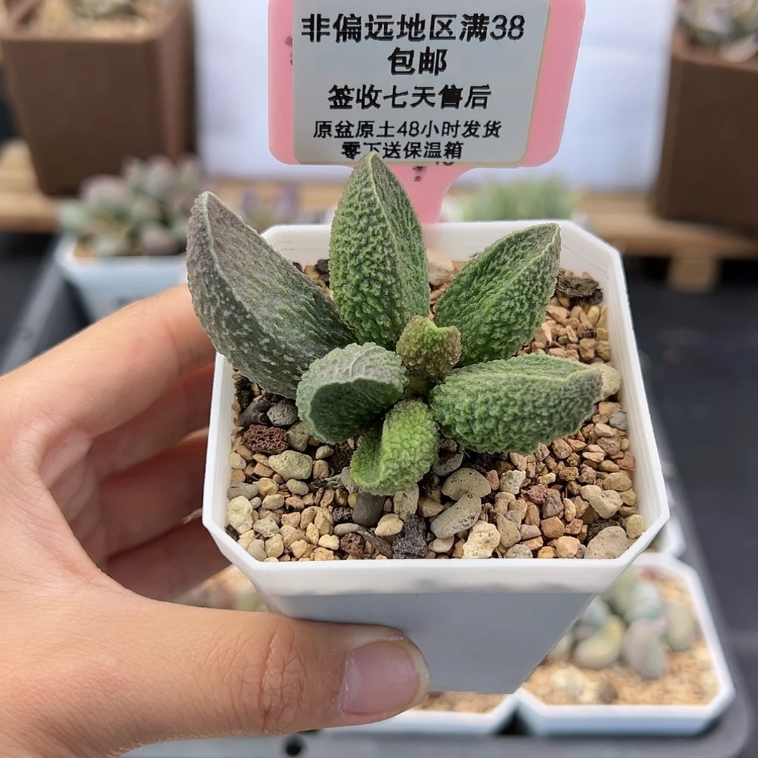 小****192胖伍多肉植物