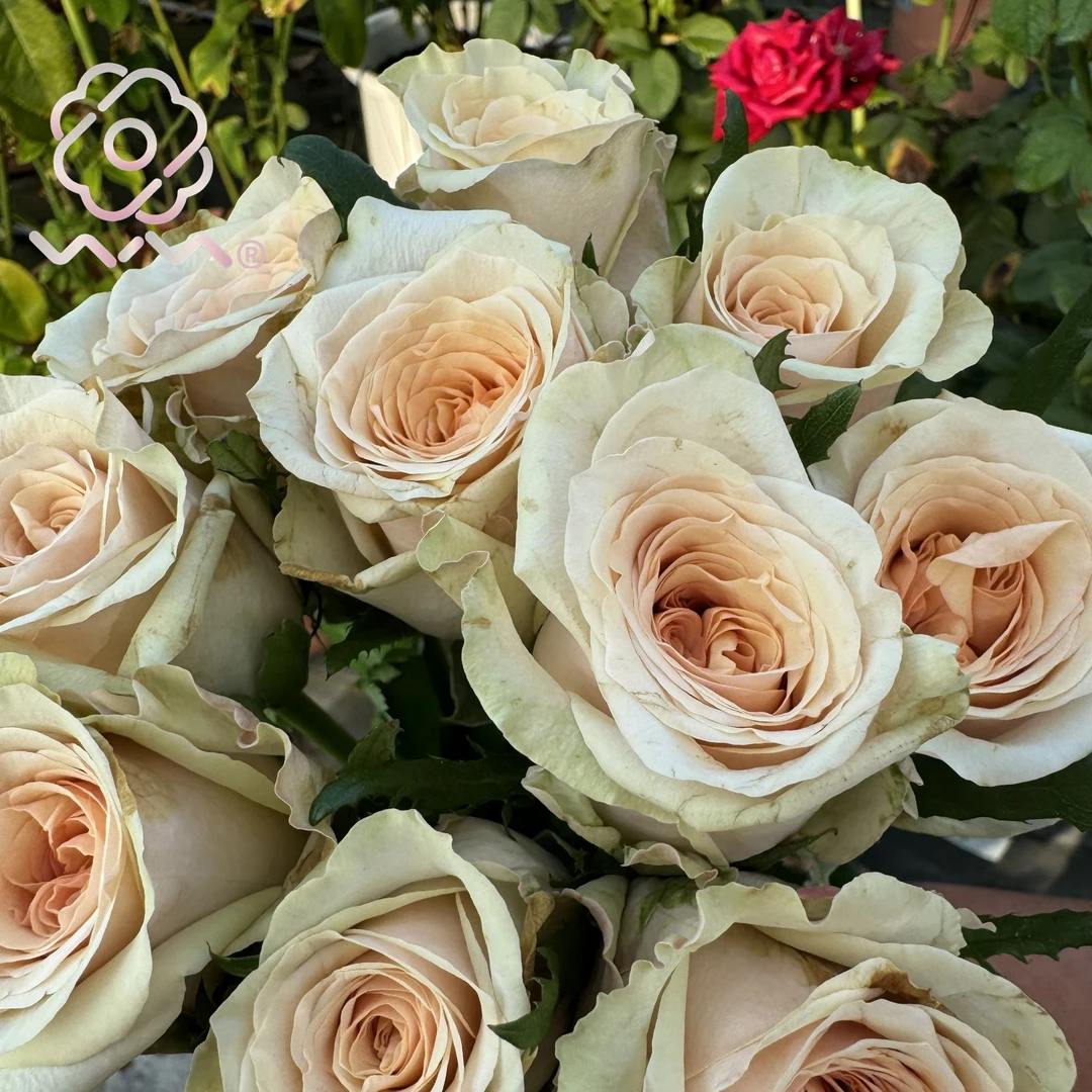 老磨盘【拾季】月季