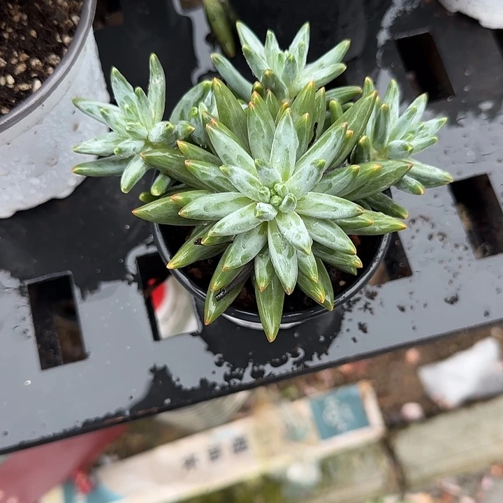 青蛙王子儿童牙膏套装11