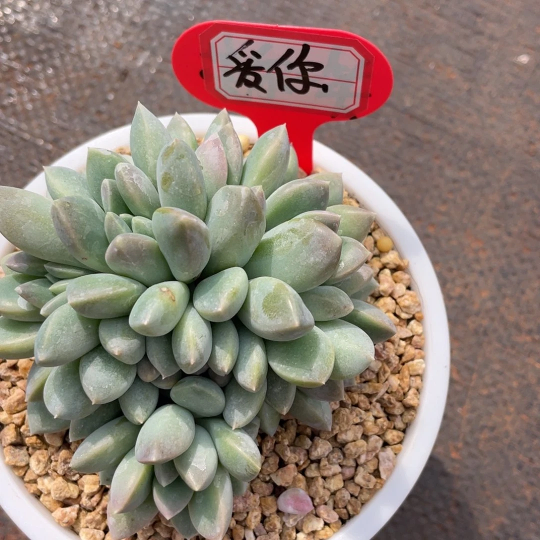 爱***?姐姐说要不就别