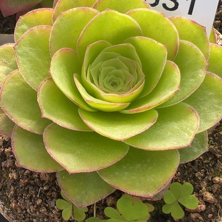 ****来三碗831   永夜龙翼