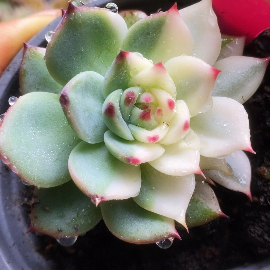 058锦锦锦锦锦锦锦
