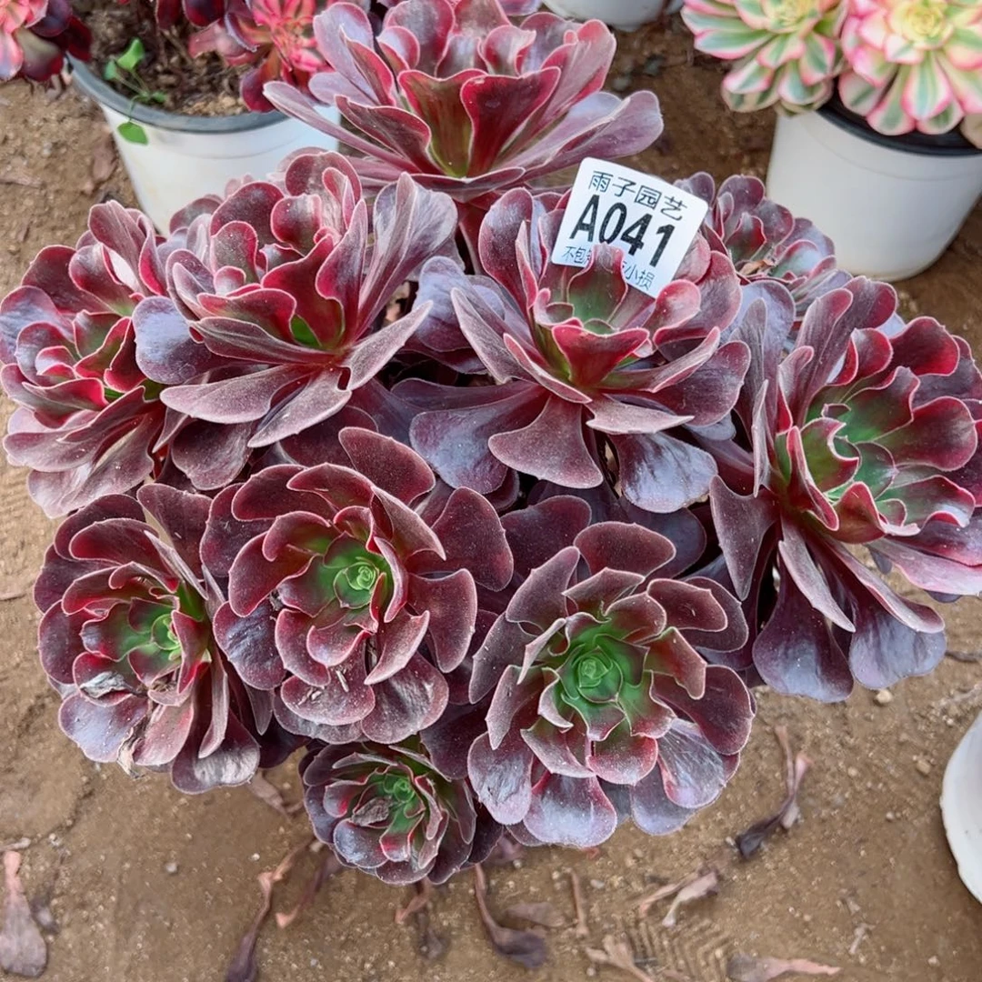 041爱神尺寸28左右