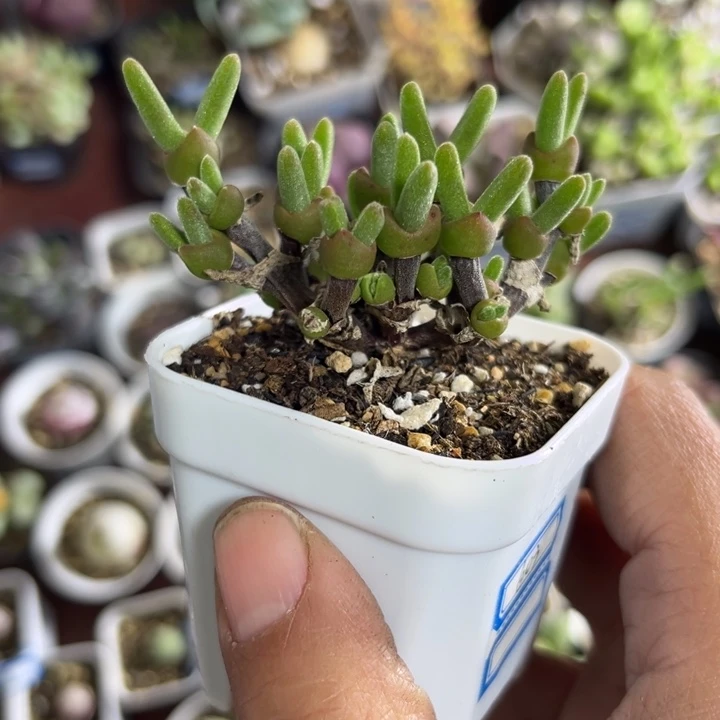 麦****603 枝干兔子，短耳兔子