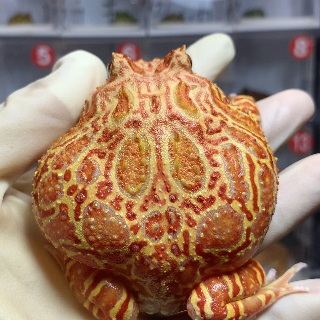 巫***凌角蛙2608 大南瓜母 有瑕疵