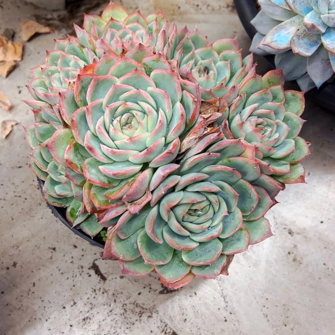 梦***憾多肉植物组合盆栽