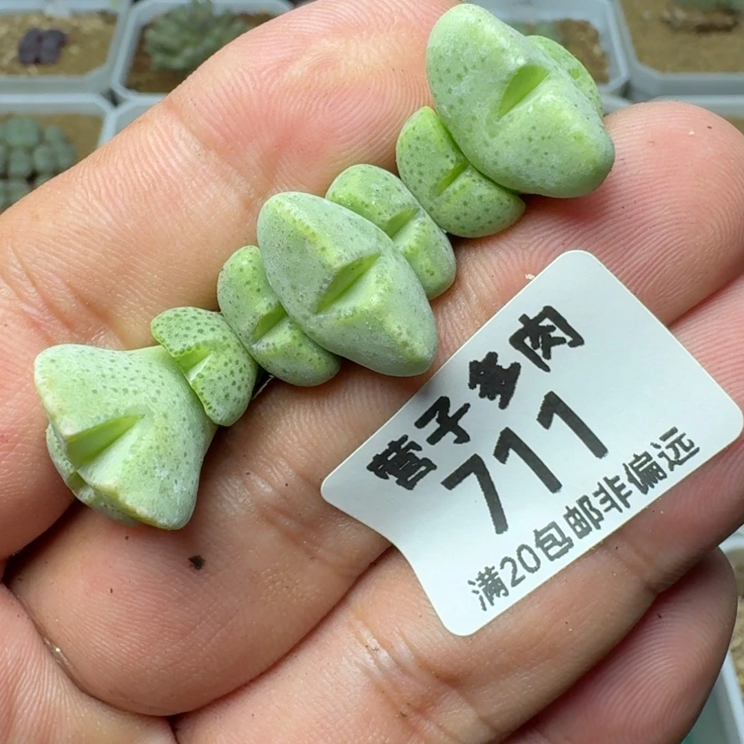 紫式部。