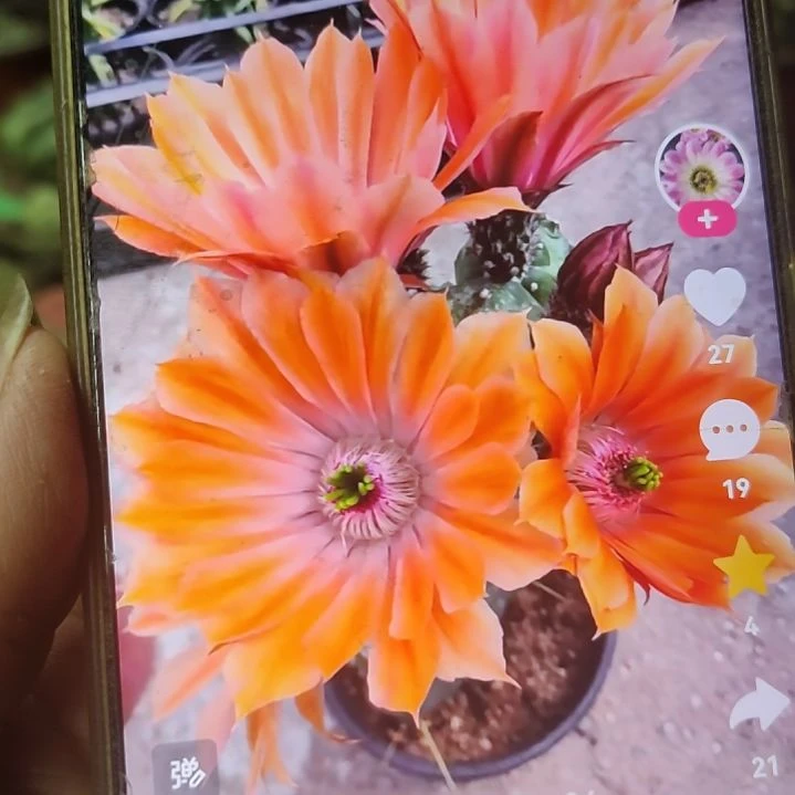 仙人球桃太郎5号侧芽
