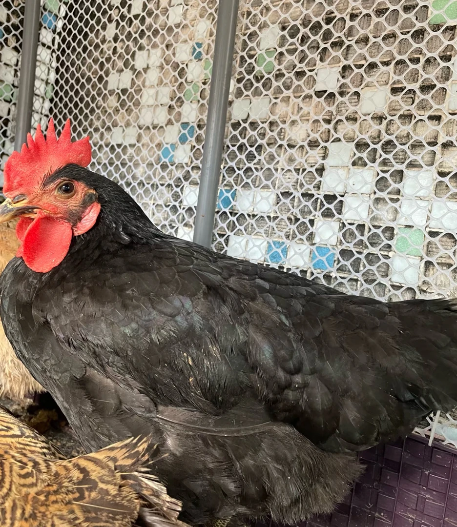 散养黑凤土鸡 2只（8斤）起拍 生鲜发货