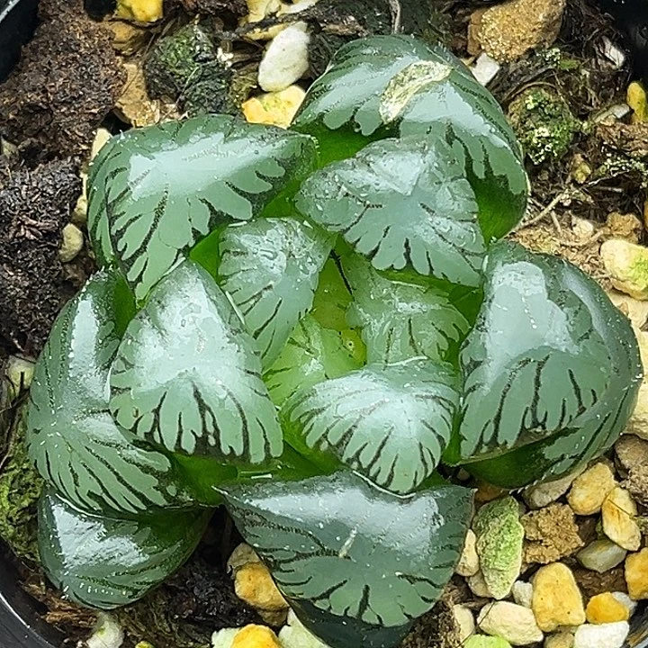 168孔明灯玉露（有裂窗，介意勿拍）