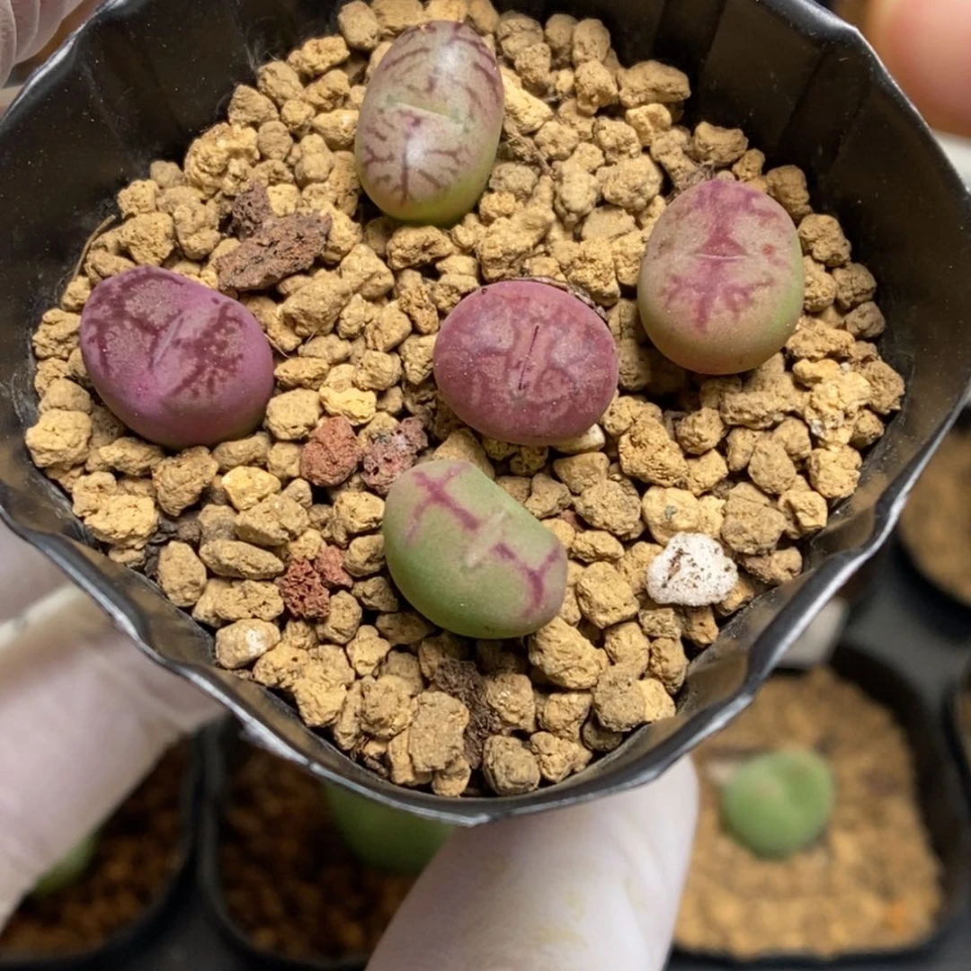 多肉植物肉锥杂交K-4664