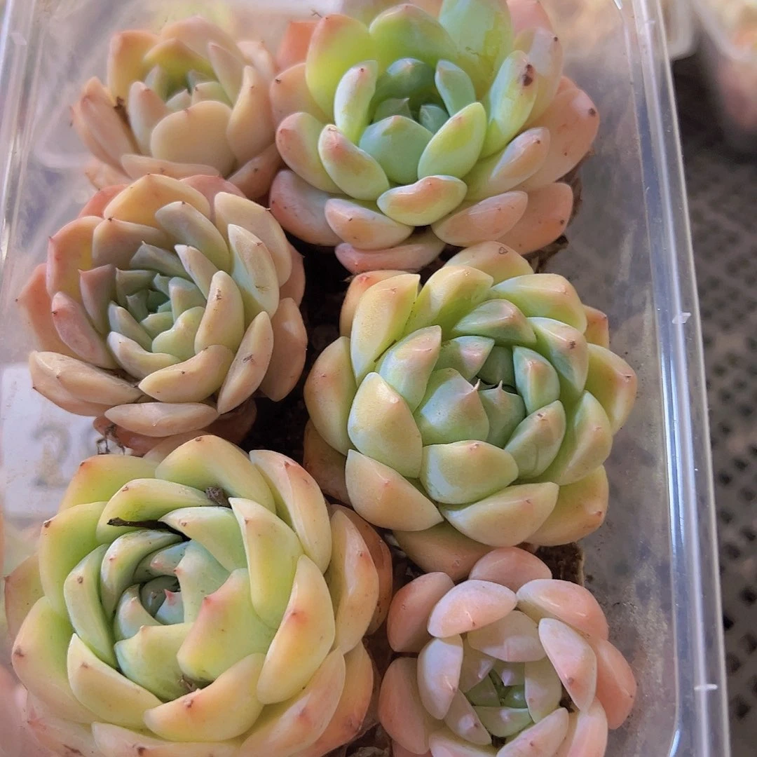 856拼盘，多肉植物