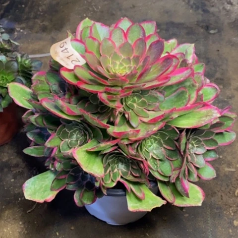粉花妖多肉植物2149