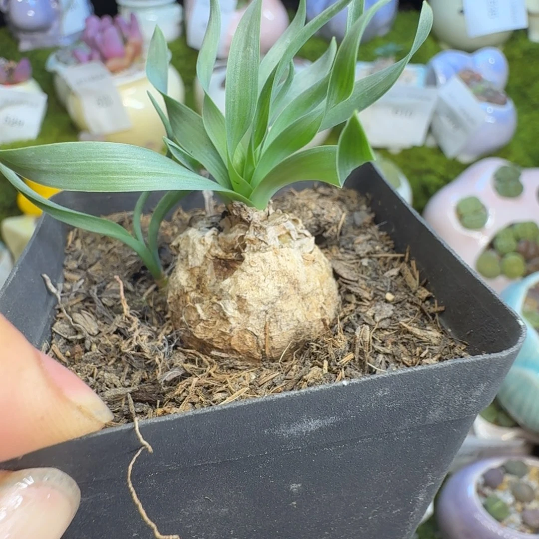 多肉植物福利冲717