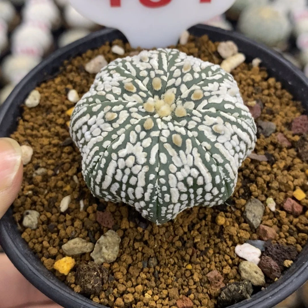 431海星流水纹奇迹兜