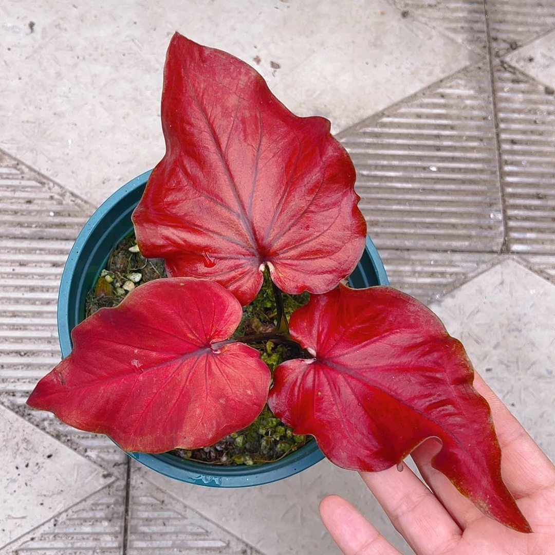 完全开放泰彩一物一拍4511