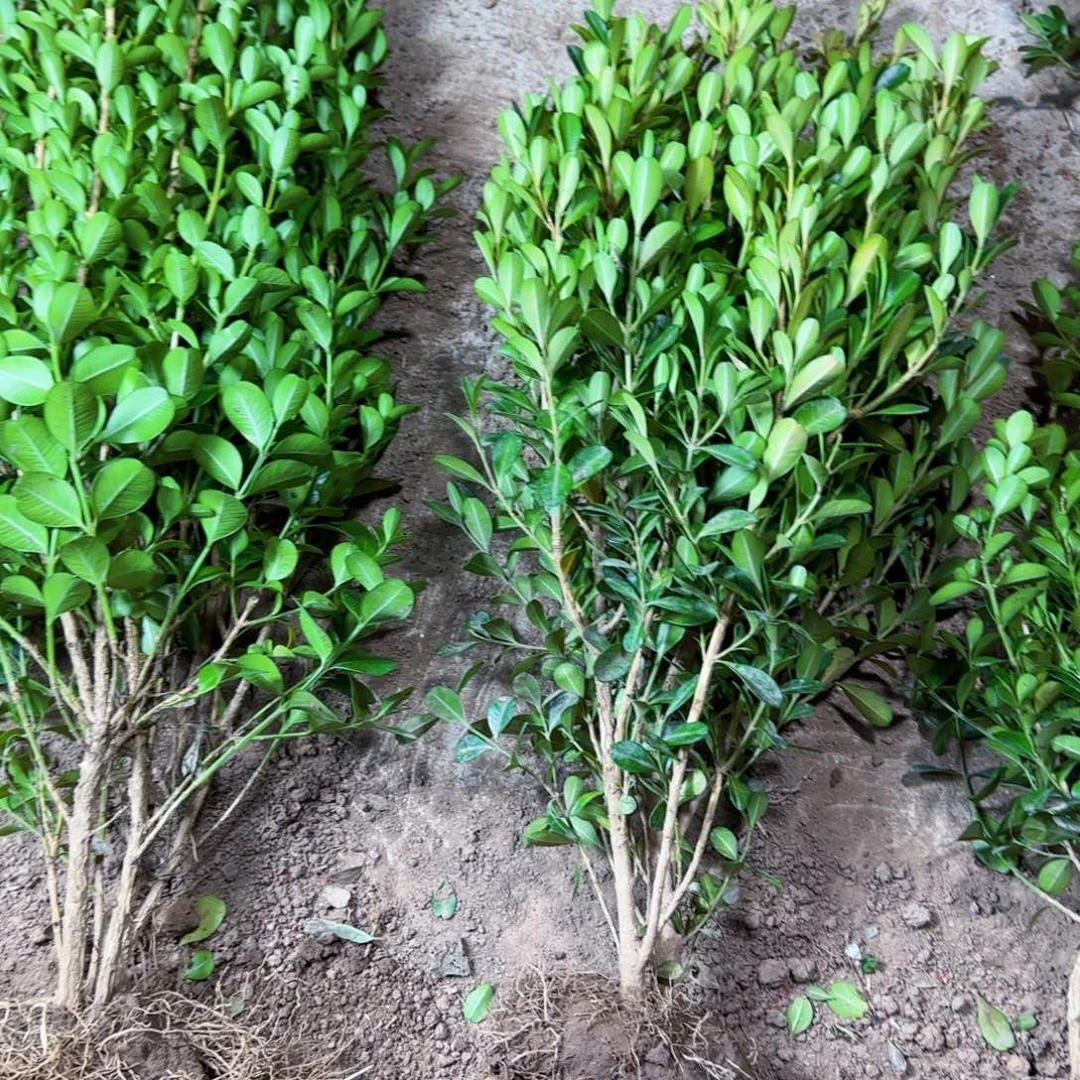 无花朵还斤斤计较斤斤计较斤斤计较斤斤计较卡拉库里湖