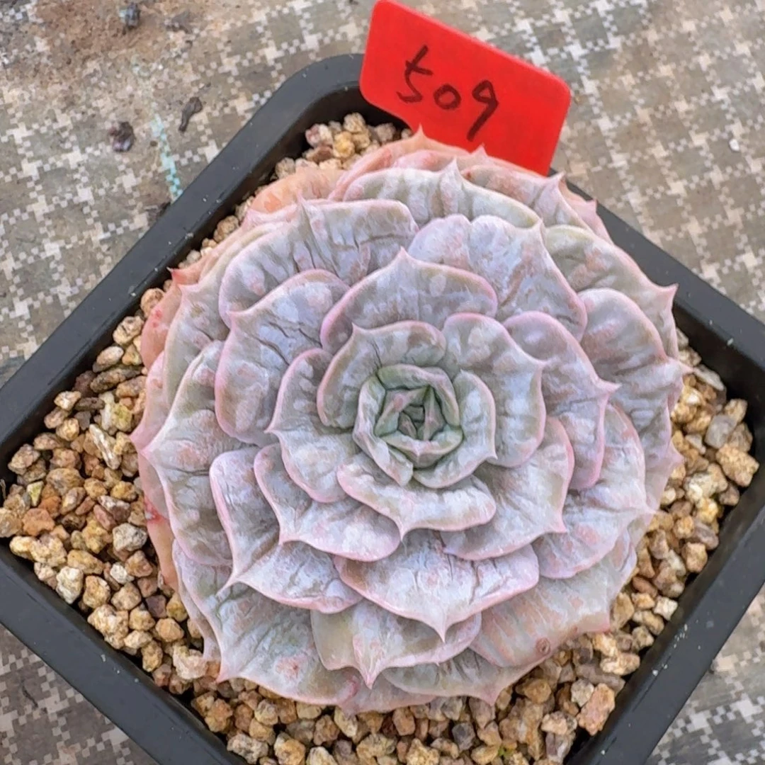小***憩多肉植物的生长发育和