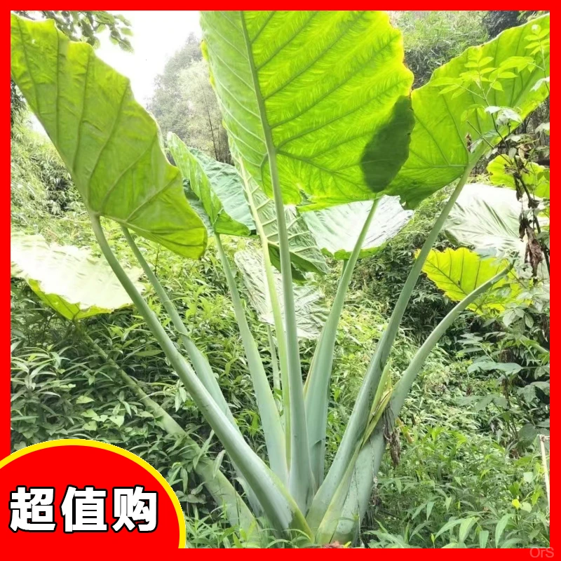 好养耐活巨型造景庭园客厅绿植无毒象耳芋室内盆栽除不是滴水观音