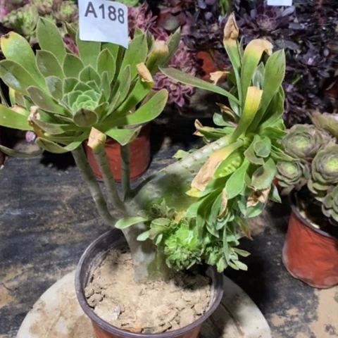 原始绿缀一物一拍