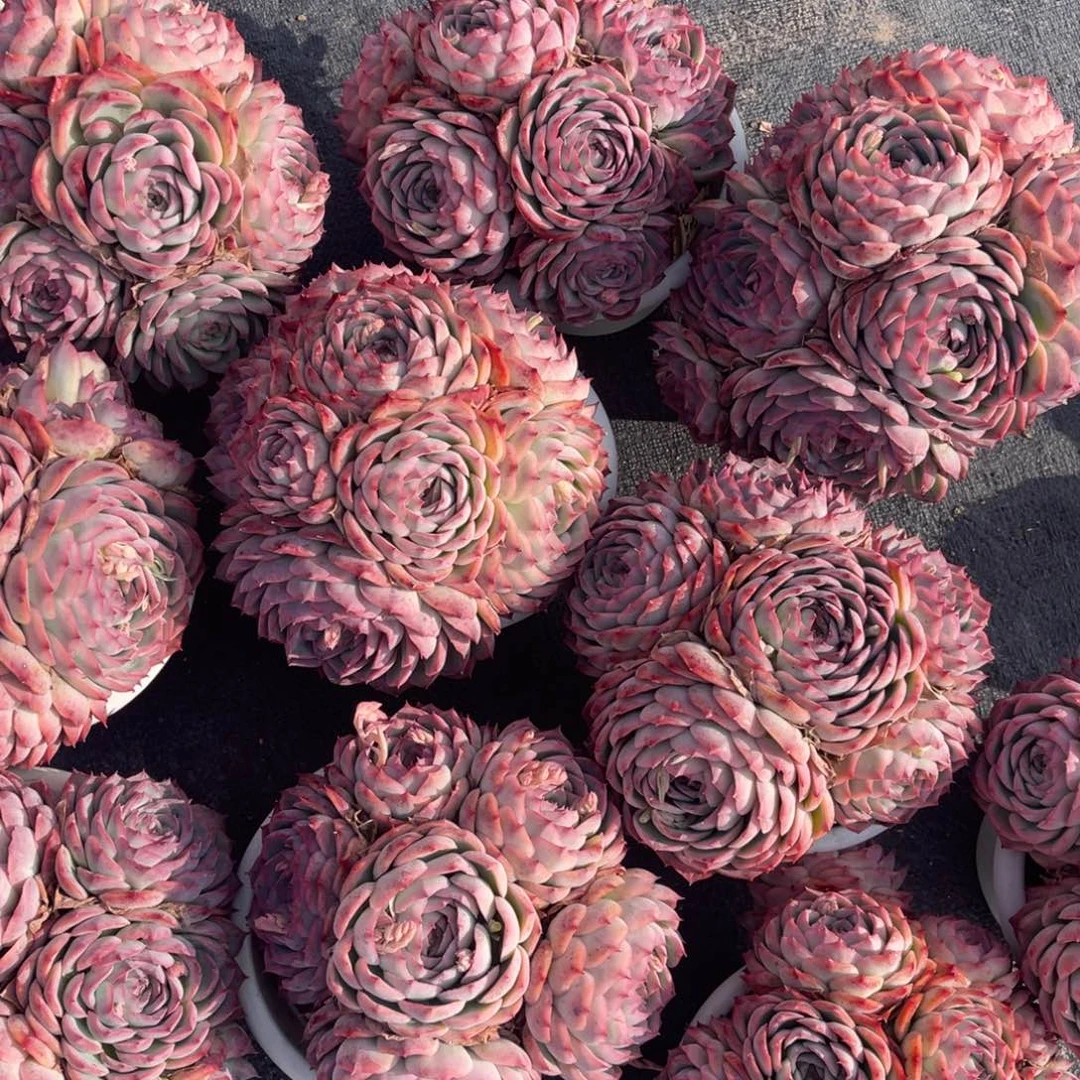 云舍多肉新年福利-180侧影