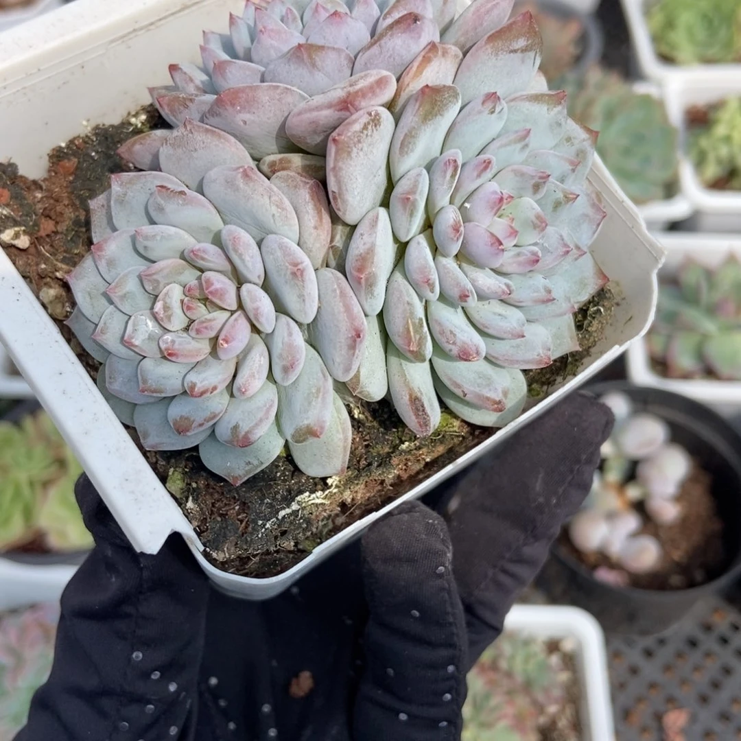 860玉芙蓉多肉植物