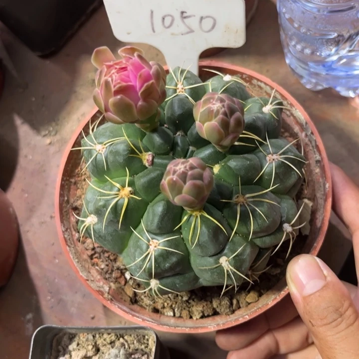 无花朵小****?1050实生海王好养皮实