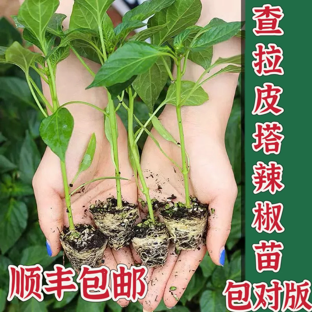 查拉皮塔辣椒苗 奶香橘香果香 做蘸料香料 做盆景 自留种