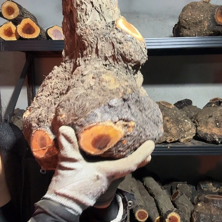 假***.香榧木火琉璃的故事是一个人