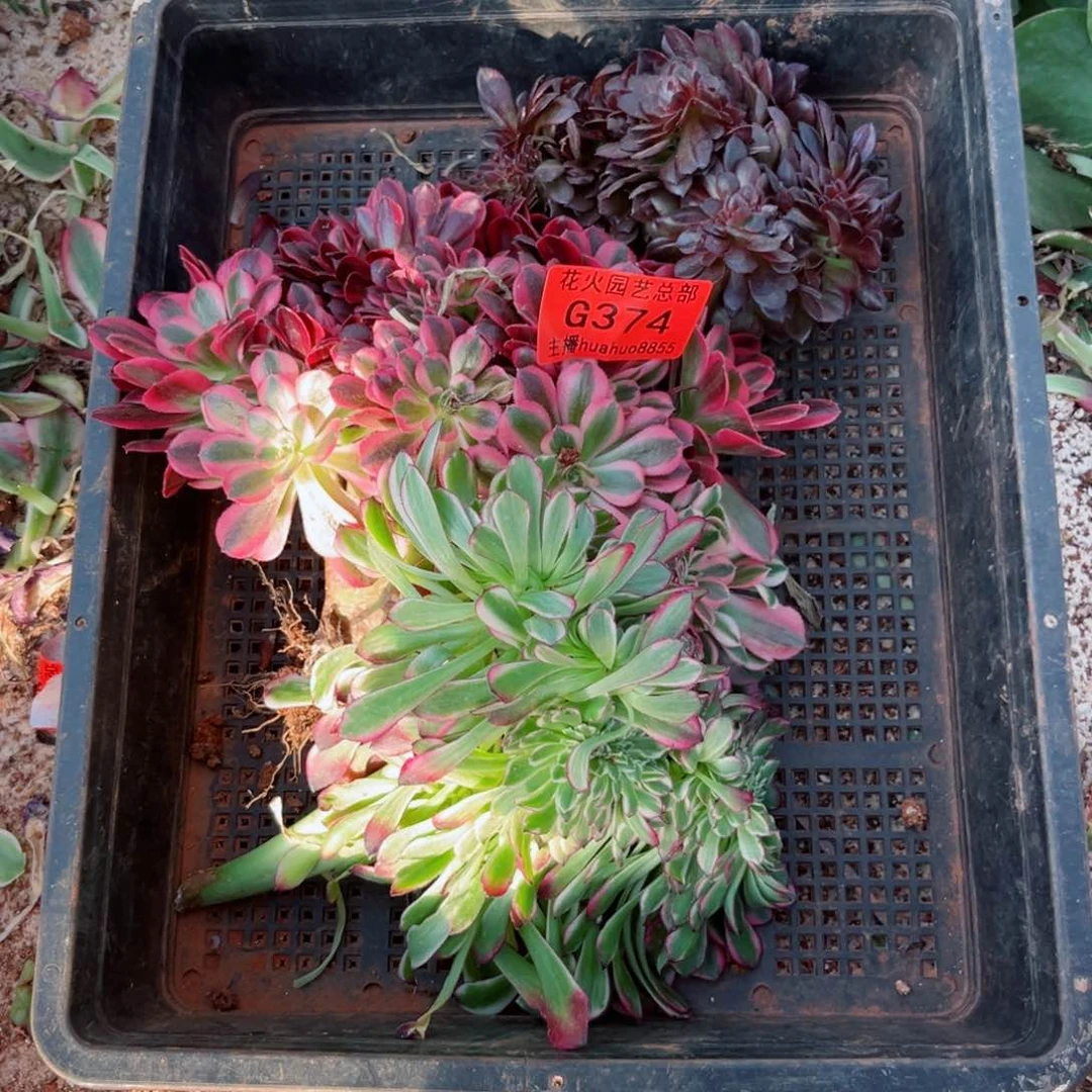 组合374多肉植物