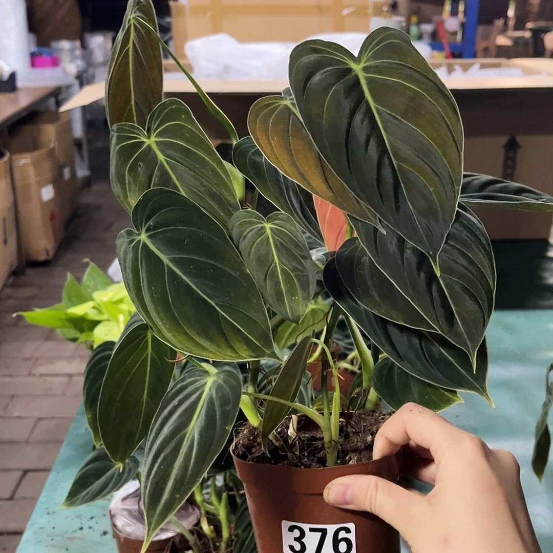 无花朵376黑金蔓绿绒