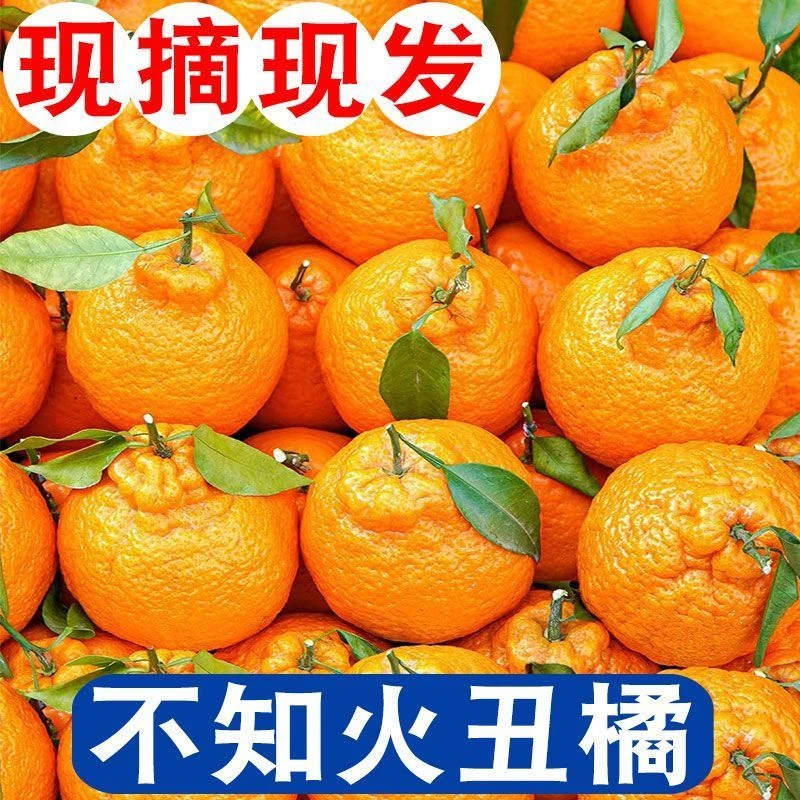 四川丑橘丑八怪橘子不知火新鲜水果柑橘丑桔