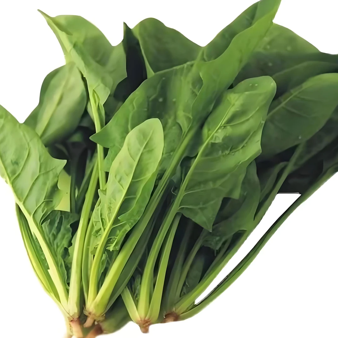 【大叶菠菜种子】家庭阳台小院四季种植盆栽地栽易种易活