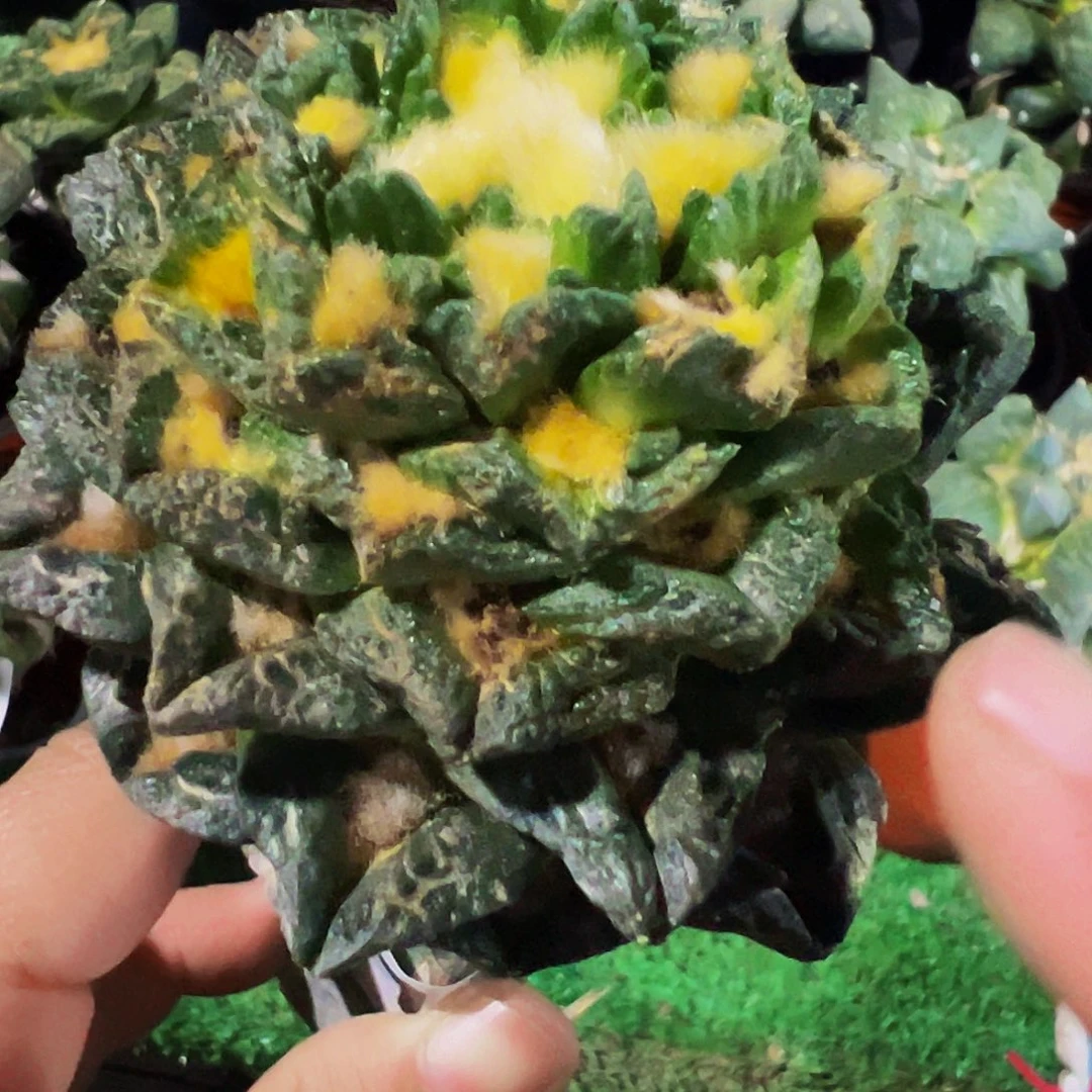 无花朵福利螺旋勃氏辛顿331